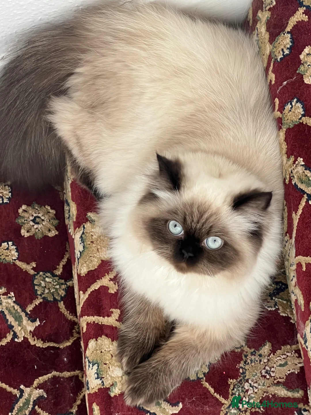 Himalayan cats for sale: Himalayan persian  - Advert 1