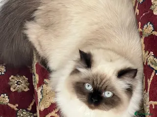 Himalayan cats Himalayan persian - Advert 1