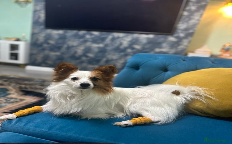 Papillon dogs - Advert 1