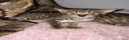 Savannah cats for sale: TICA Reg F3 Savannah Kittens HIGH PERCENTAGE - Advert 4