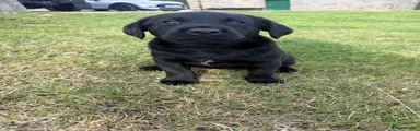 Labrador Retriever 1