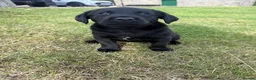 Labrador Retriever dogs for sale: Black Labrador puppies. in York - Advert 24