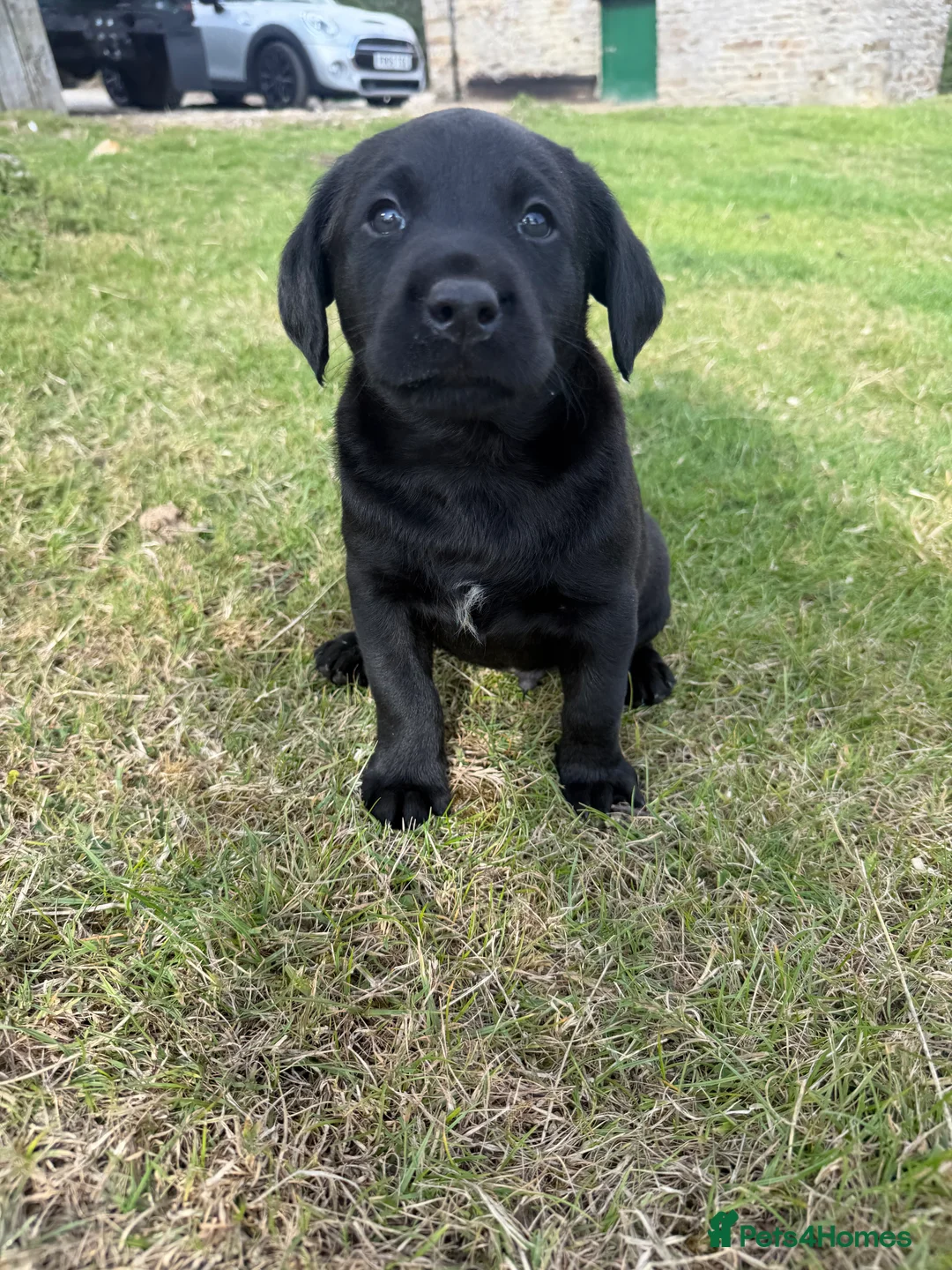 Labrador Retriever dogs for sale: Black Labrador puppies. in York - Advert 24