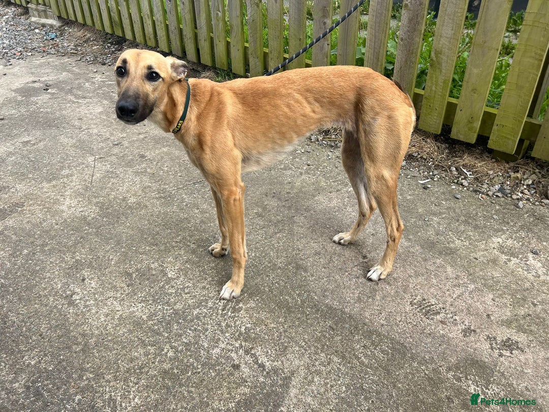 Lurcher dogs for sale: Sandy  - Image 1