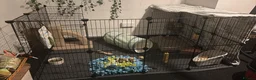 Dutch rabbits for sale: Male Dutch rabbit  - Advert 2