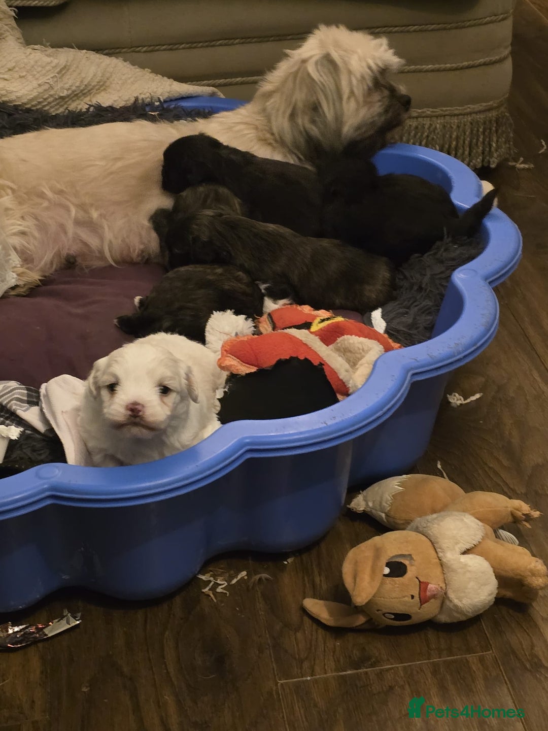 Mixed Breed dogs for sale: Cute Female Puppy - Image 1