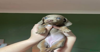 Miniature Dachshund dogs - Advert 6