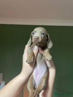 Miniature Dachshund dogs - Advert 14