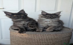 Maine Coon cats for sale: Maine coon kittens, Tica registered  - Image 13