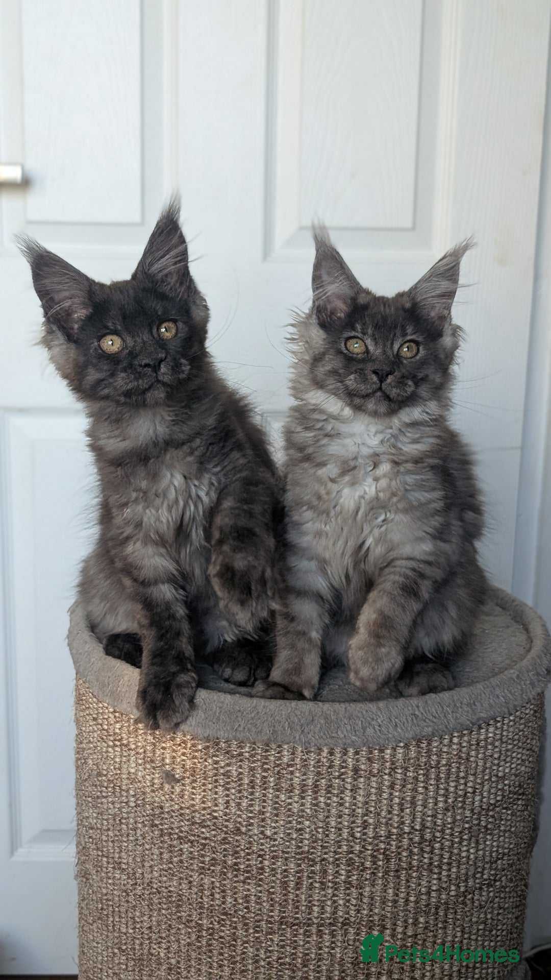 Maine Coon cats for sale: Maine coon kittens, Tica registered  - Image 13