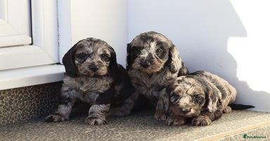 Cockapoo dogs F1 Cockapoo puppies for sale - Advert 1