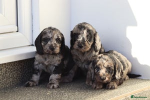 Cockapoo dogs F1 Cockapoo puppies for sale - Advert 1