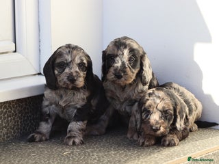 Cockapoo dogs F1 Cockapoo puppies for sale - Advert 4