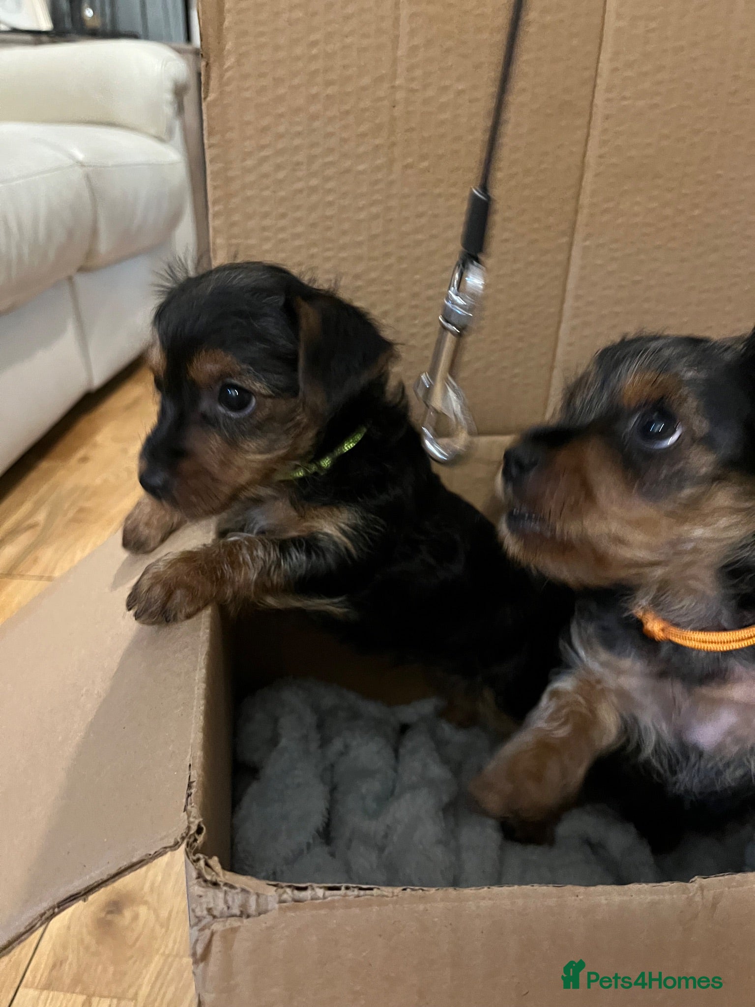 Yorkshire Terrier dogs READY NOW !! MINI YORKSHIRE TERRIERS - Advert 3