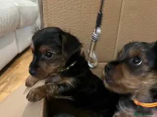Yorkshire Terrier dogs READY NOW !! MINI YORKSHIRE TERRIERS - Advert 3