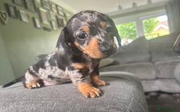 Miniature Dachshund dogs for sale: Blue/tan/dapple KC registered miniature dachshunds in Heywood - Image 1