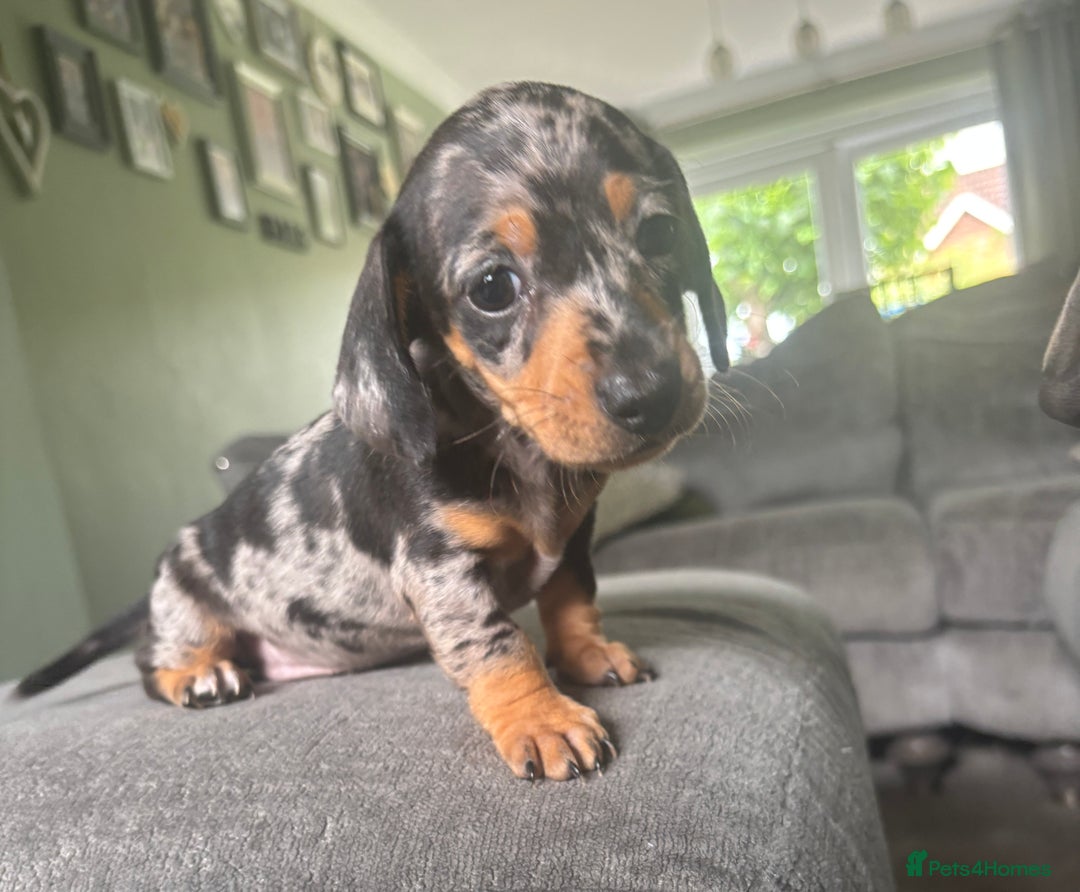 Miniature Dachshund dogs for sale: Blue/tan/dapple KC registered miniature dachshunds in Heywood - Image 1