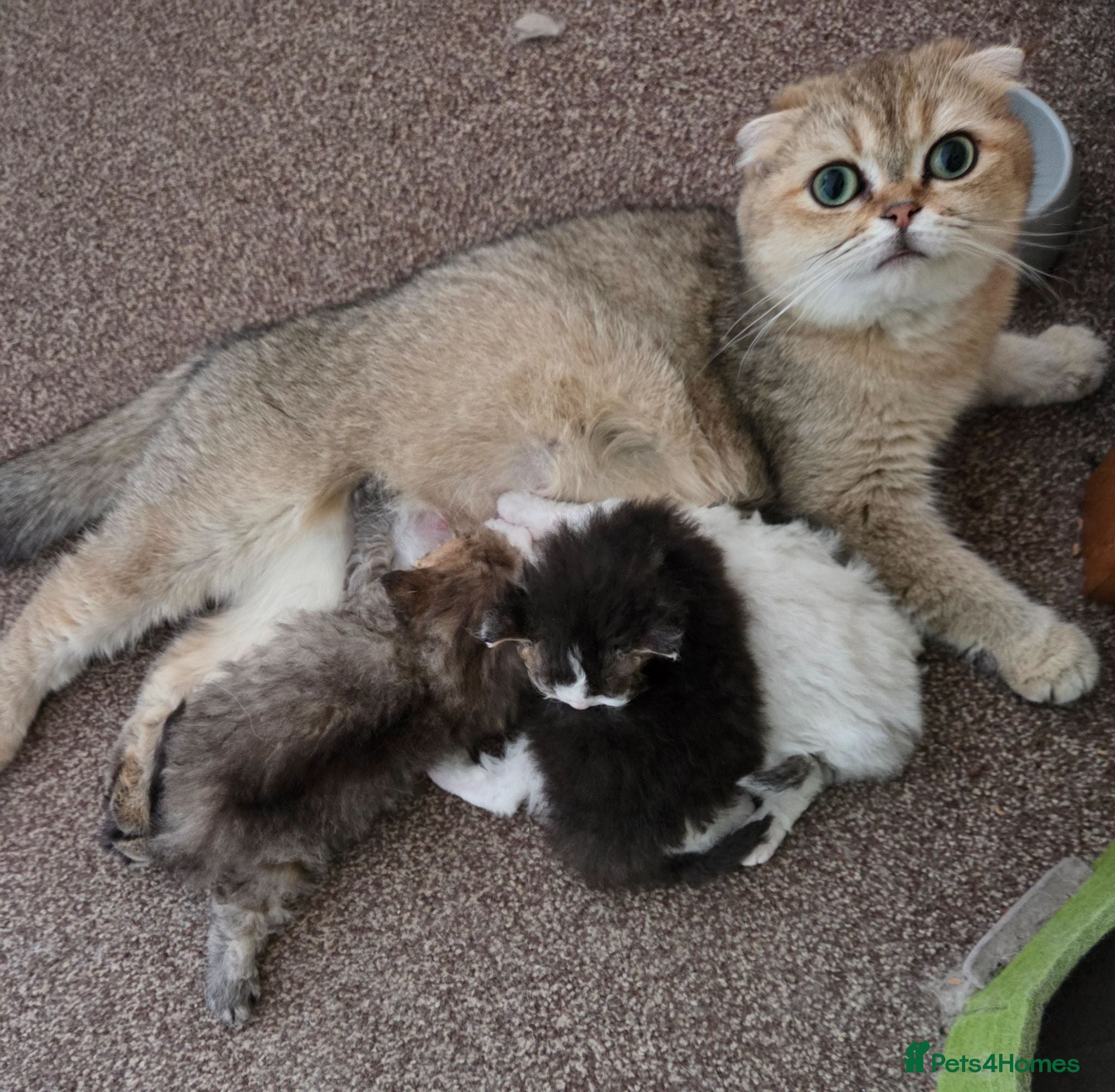 Scottish Fold cats Scottish Fold X Selkirk Rex  - Advert 1