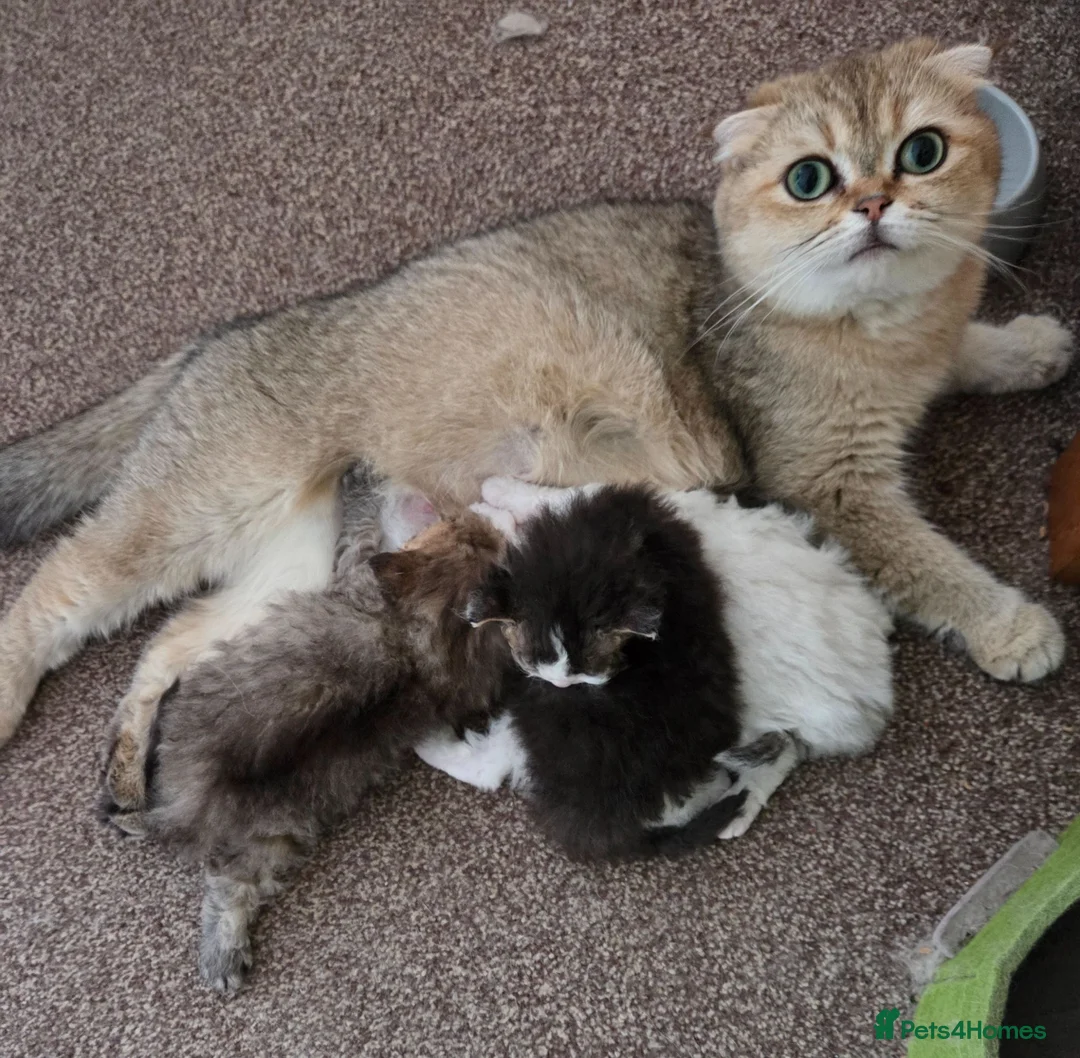 Scottish Fold cats for sale: Scottish Fold X Selkirk Rex  - Advert 1