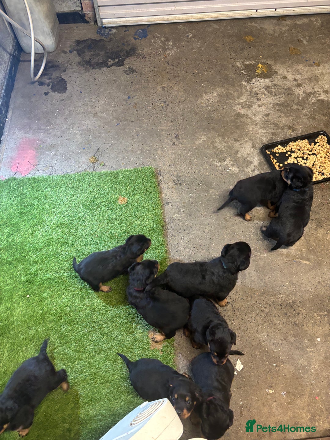 Rottweiler dogs for sale: Rotty/rottweiler puppies - Image 19
