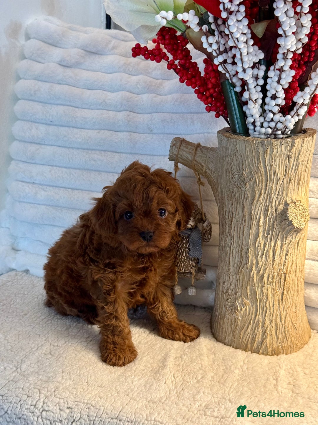 Cavapoo dogs for sale: 7 gorgeous Cavapoo puppies dna clear - Advert 9