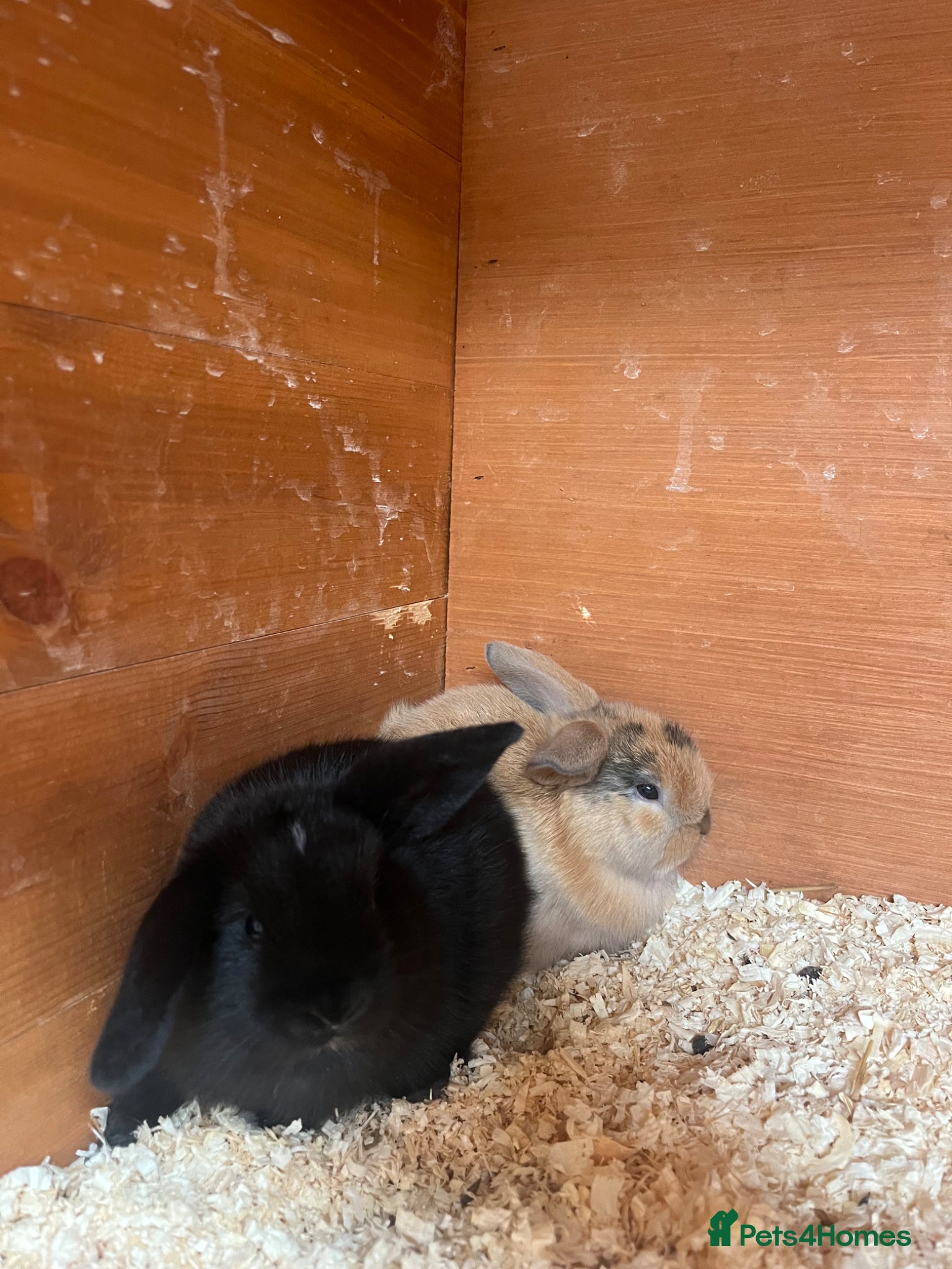 Mini Lop rabbits for sale: Beautiful Mini Lop kits  - Advert 6