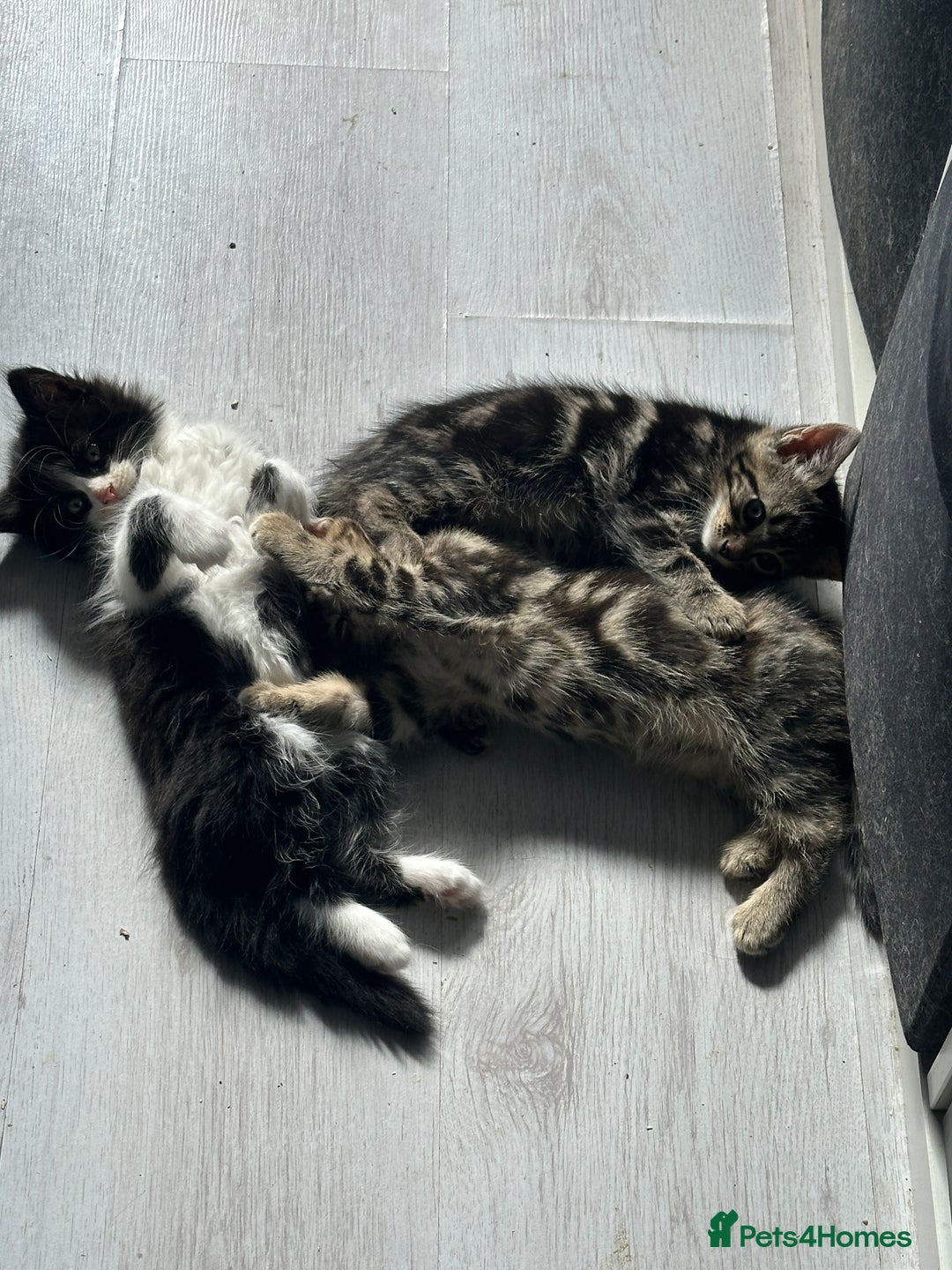 Mixed Breed cats for sale: Beautiful Kittens  - Image 7