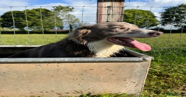 Border Collie dogs - Advert 16