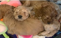 Cockapoo dogs for sale: Adorable Cockapoo puppies - Image 5