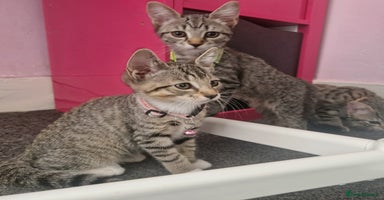 Mixed Breed cats - Advert 13