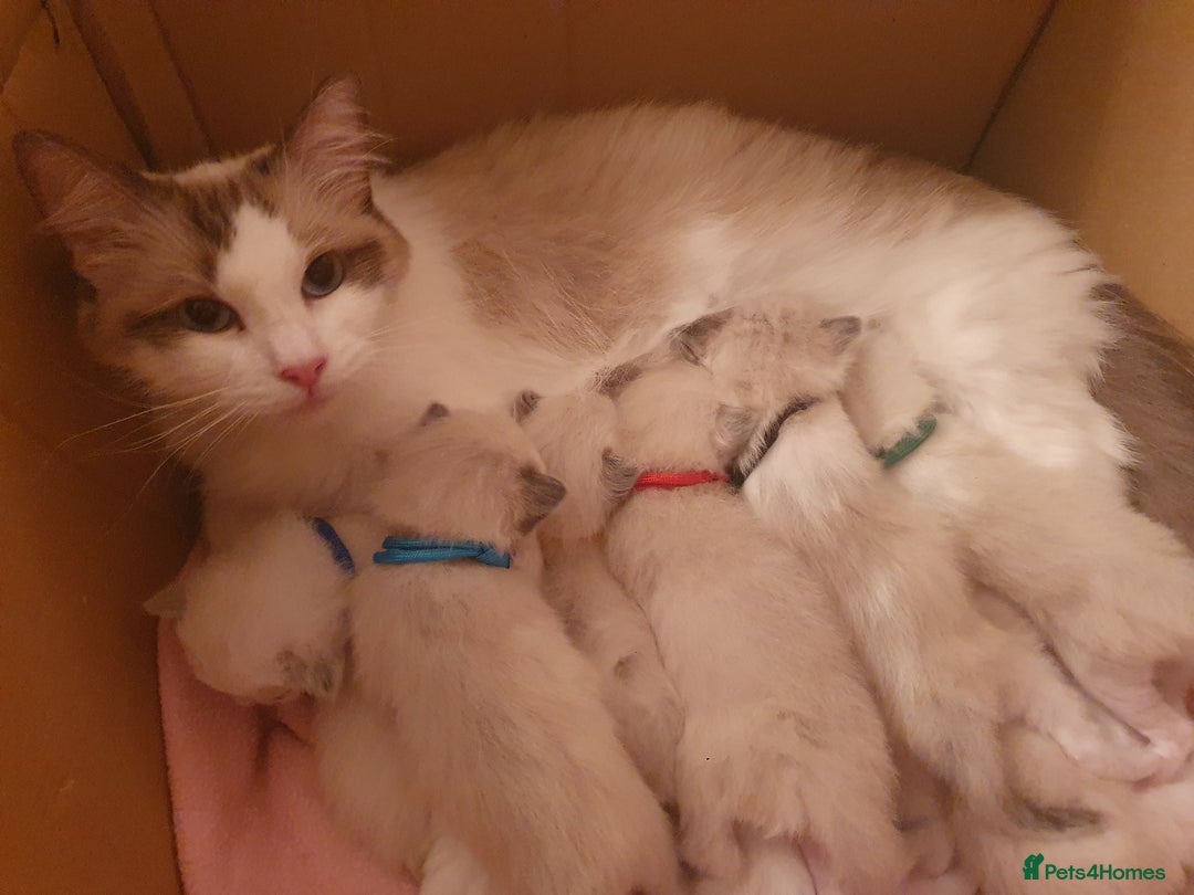 Ragdoll cats for sale: PEDIGREE RAGDOLL KITTENS FROM GCCF REGISTERED - Image 12