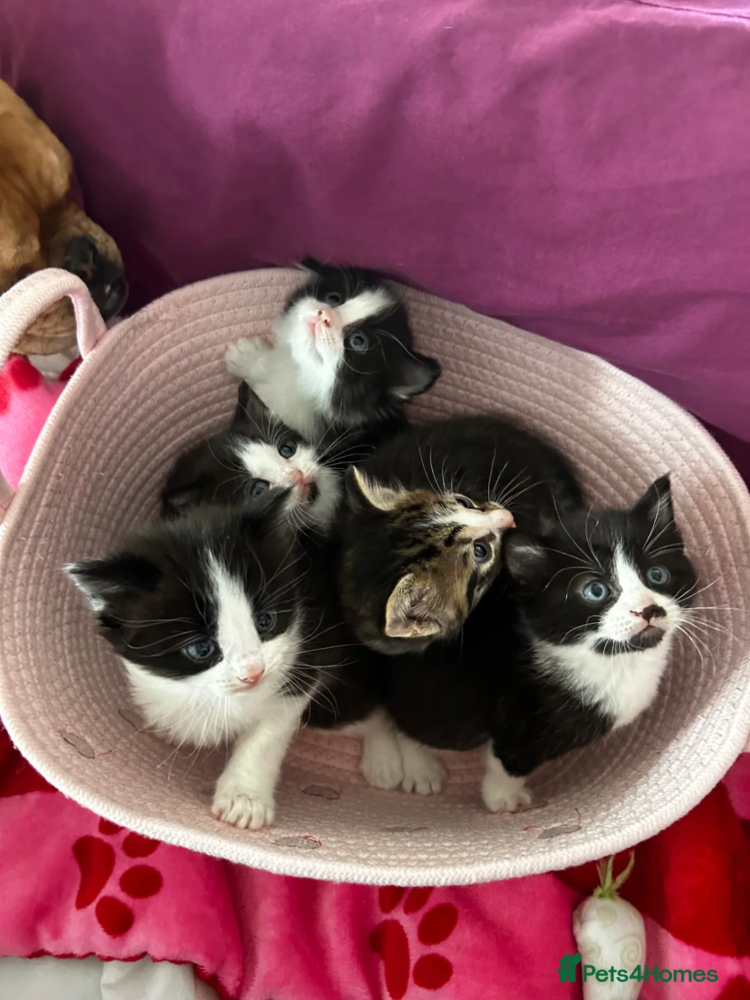 Mixed Breed cats for sale: Litter of gorgeous kittens - Advert 2