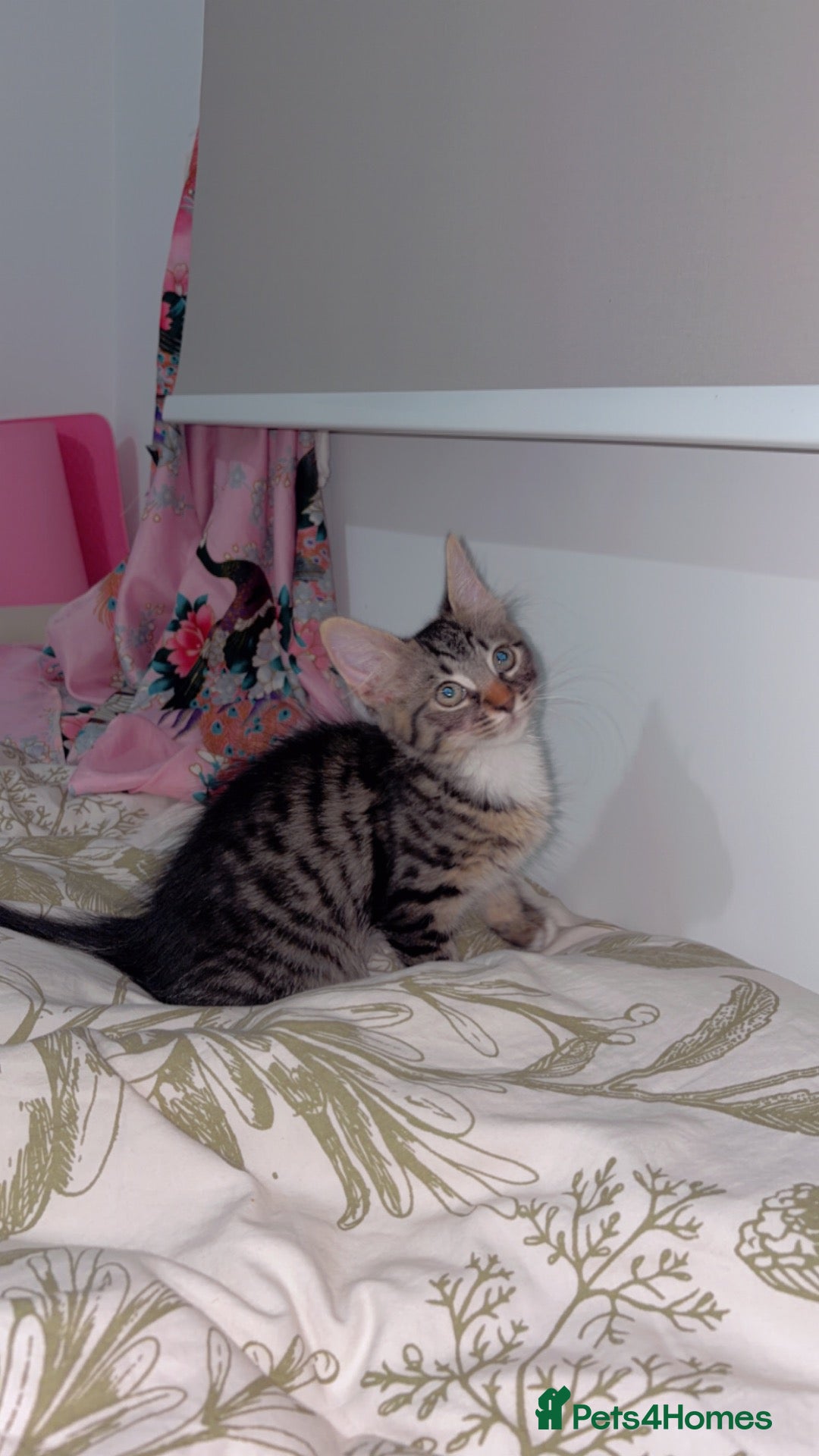 Mixed Breed cats for sale: Rehome beautiful sweet Kitty - Advert 1