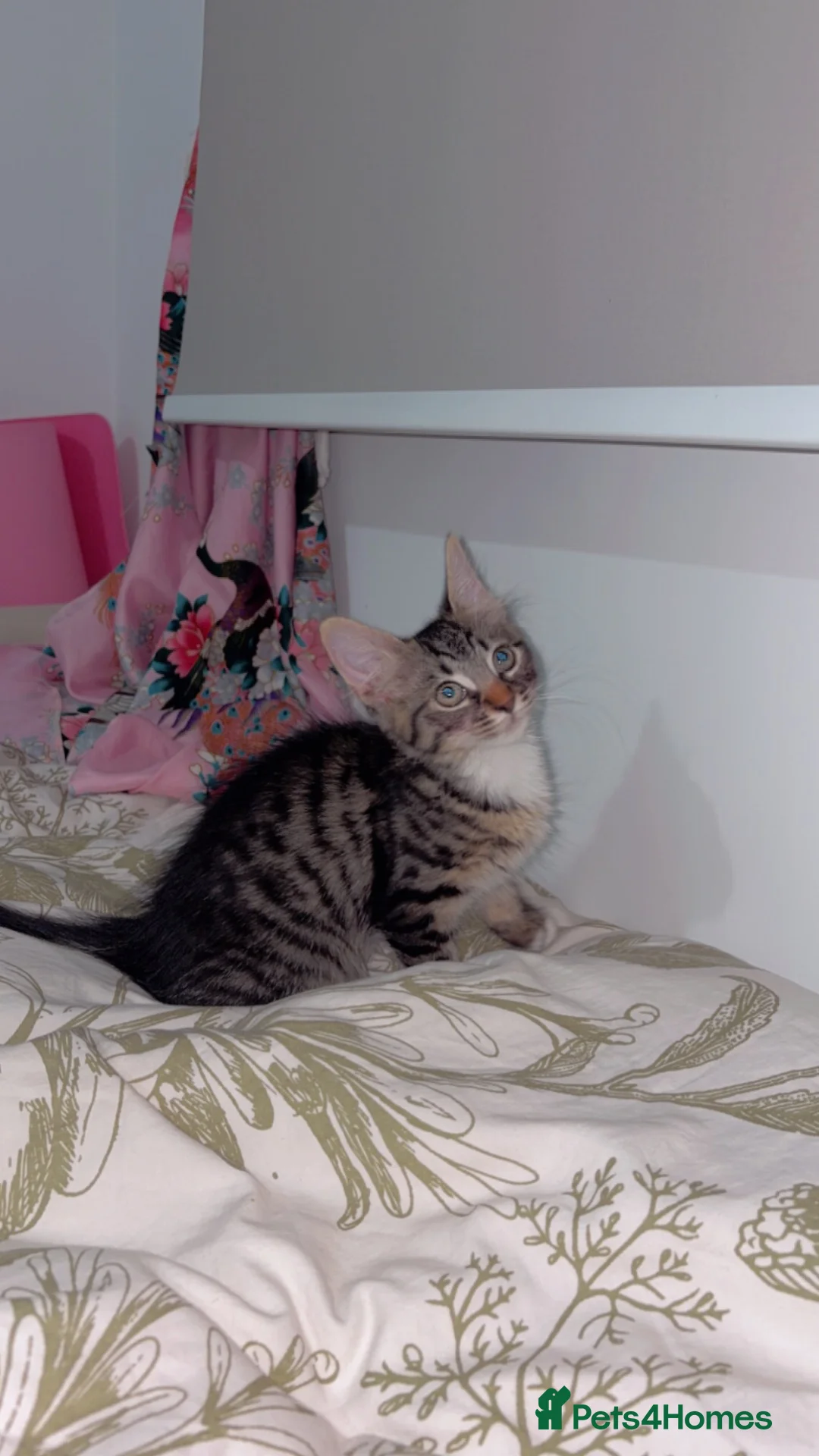 Mixed Breed cats for sale: Rehome beautiful sweet Kitty in London - Advert 1