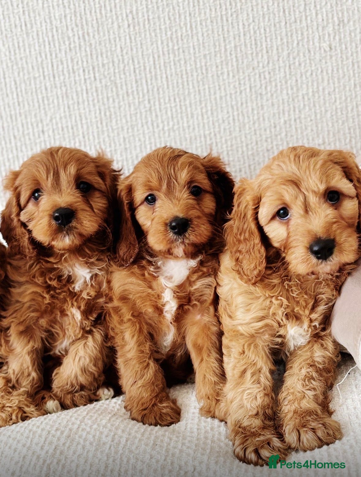 Cavapoo dogs Outstanding Cavapoos  - Advert 3