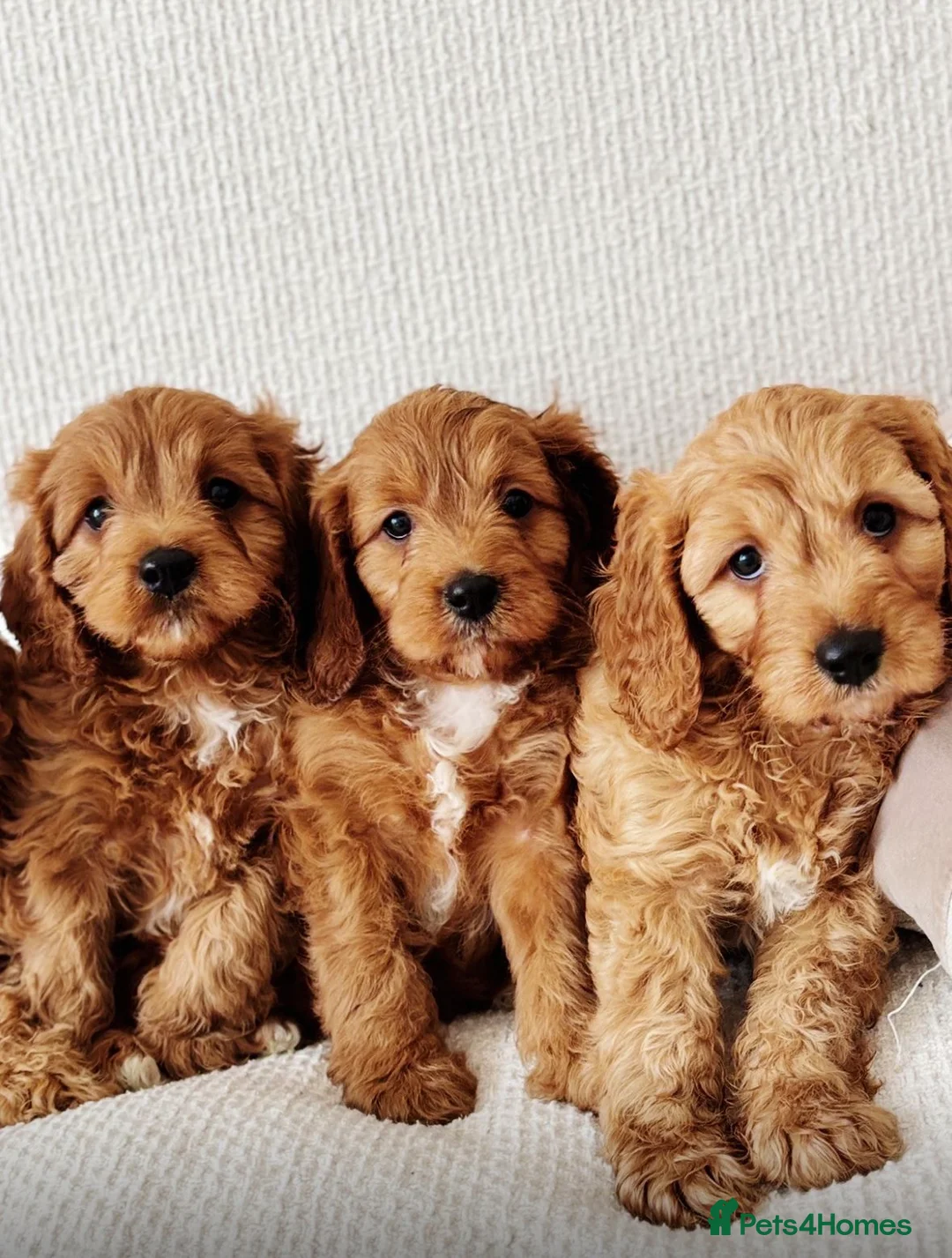 Cavapoo dogs for sale: Outstanding Cavapoos  - Advert 1