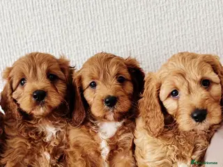 Cavapoo dogs Outstanding Cavapoos - Advert 3