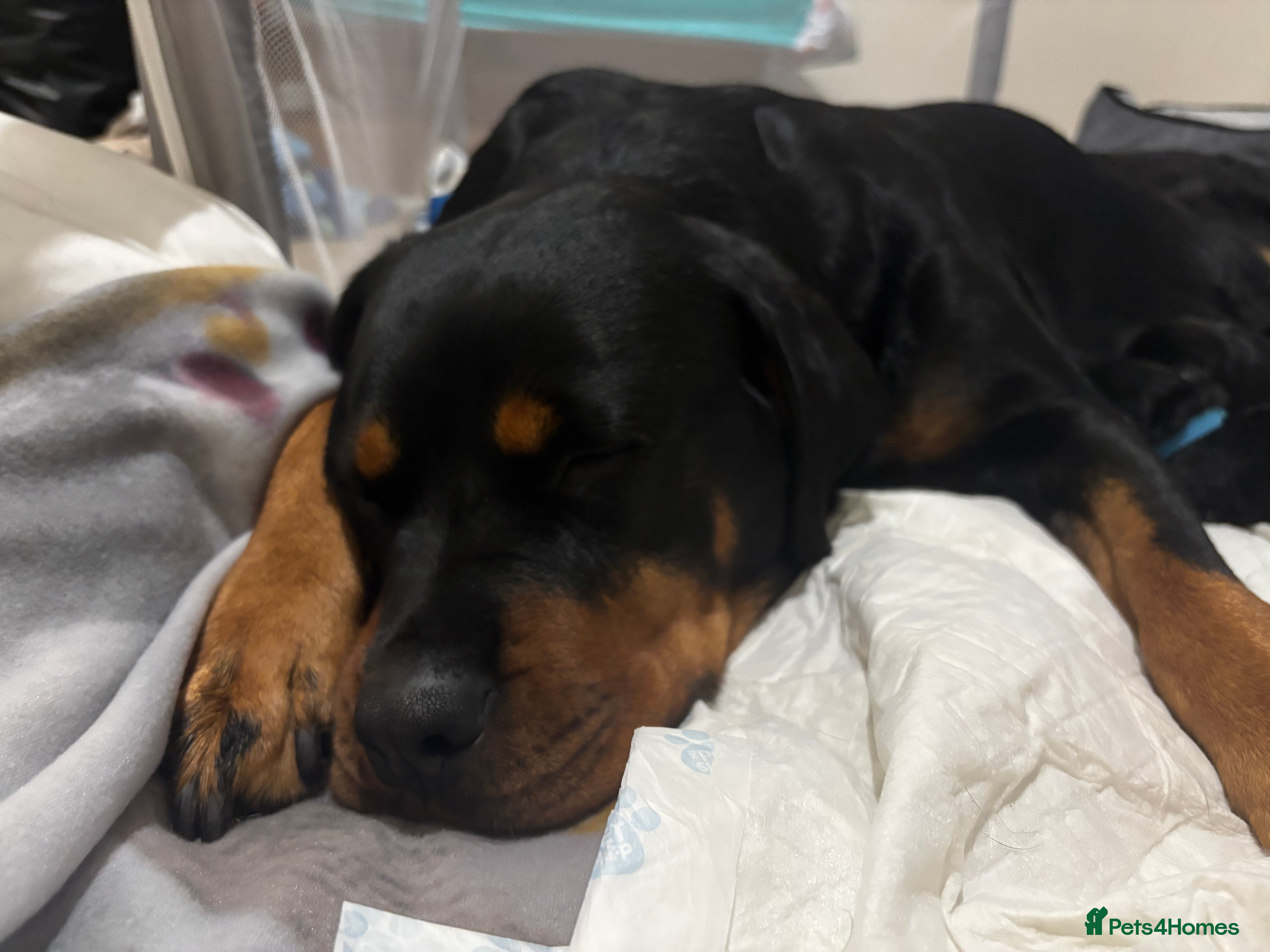 Rottweiler dogs Rottweiler  - Advert 2