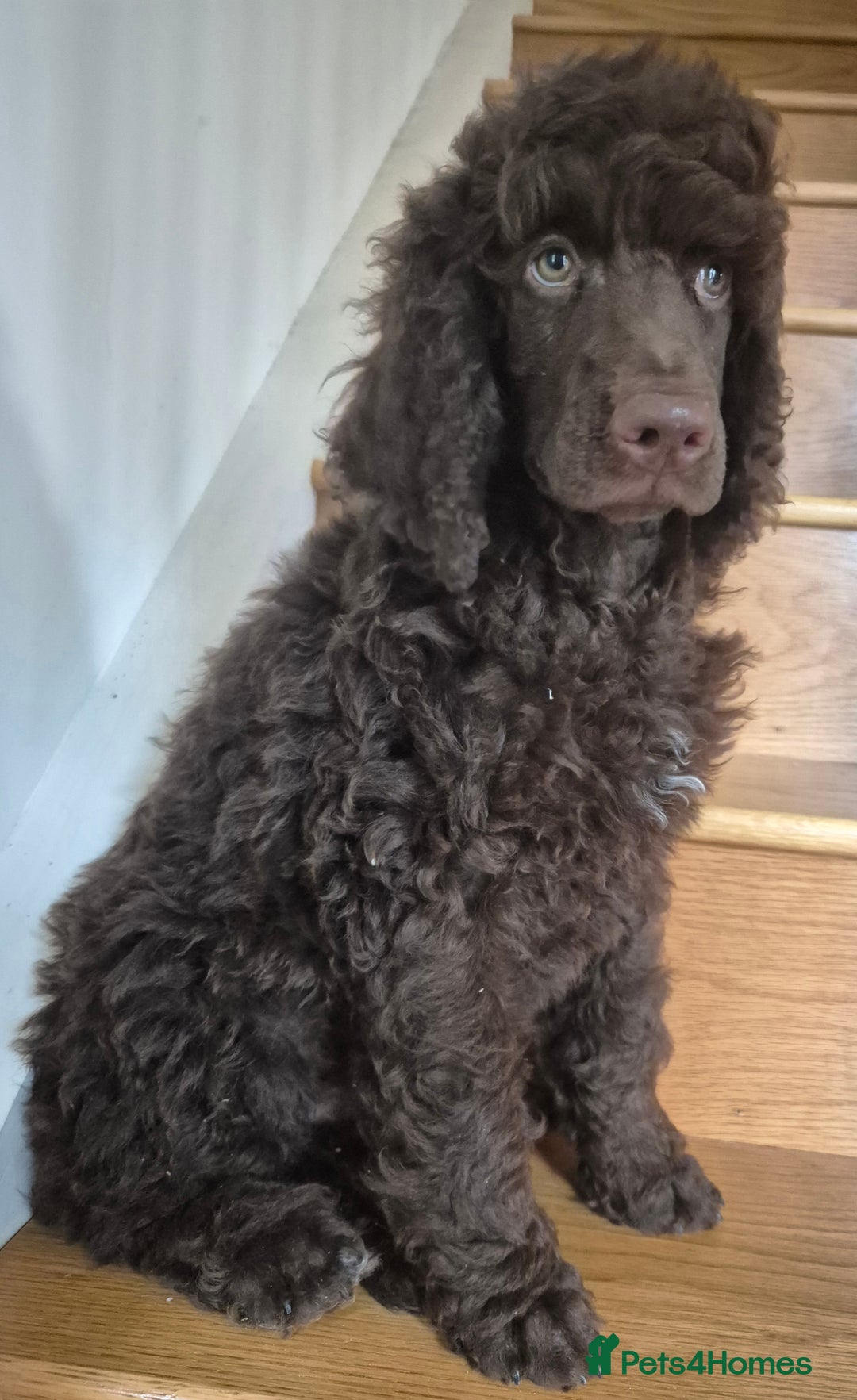 Standard Poodle dogs for sale: KC reg Brown Parti & phantom Standard Poodle pups - Image 6