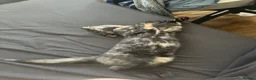 Mixed Breed cats for sale: 2 female kittens to leave together rehoming - Advert 5
