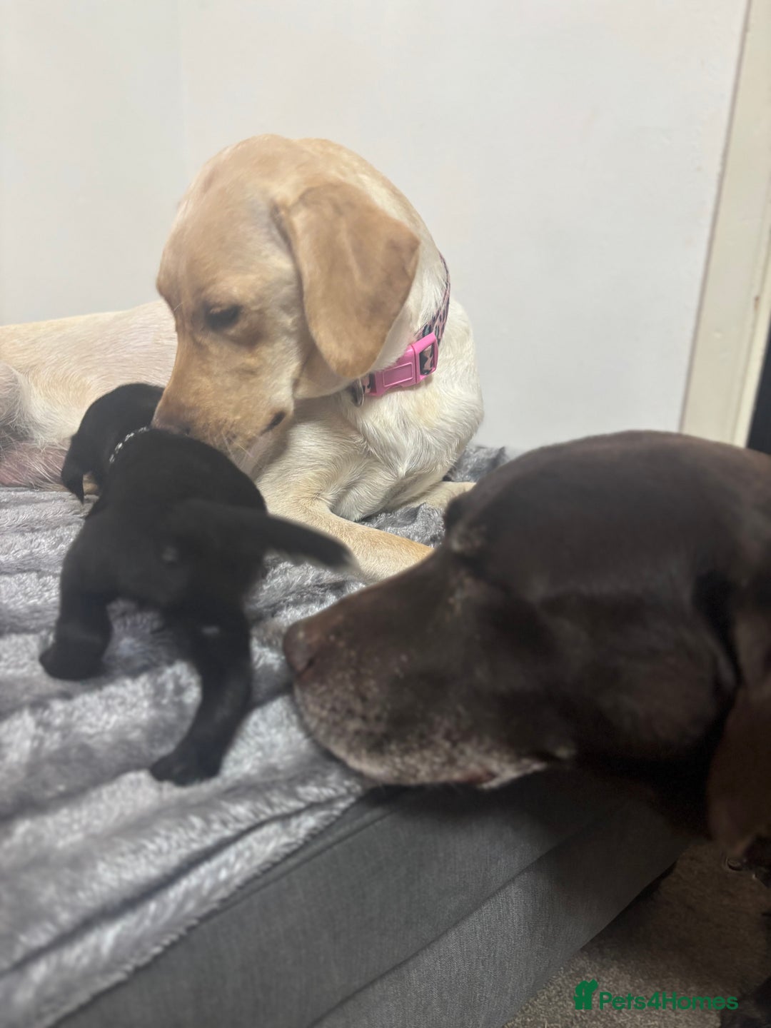 Labrador Retriever dogs for sale: Beautiful Black Labrador  - Image 12