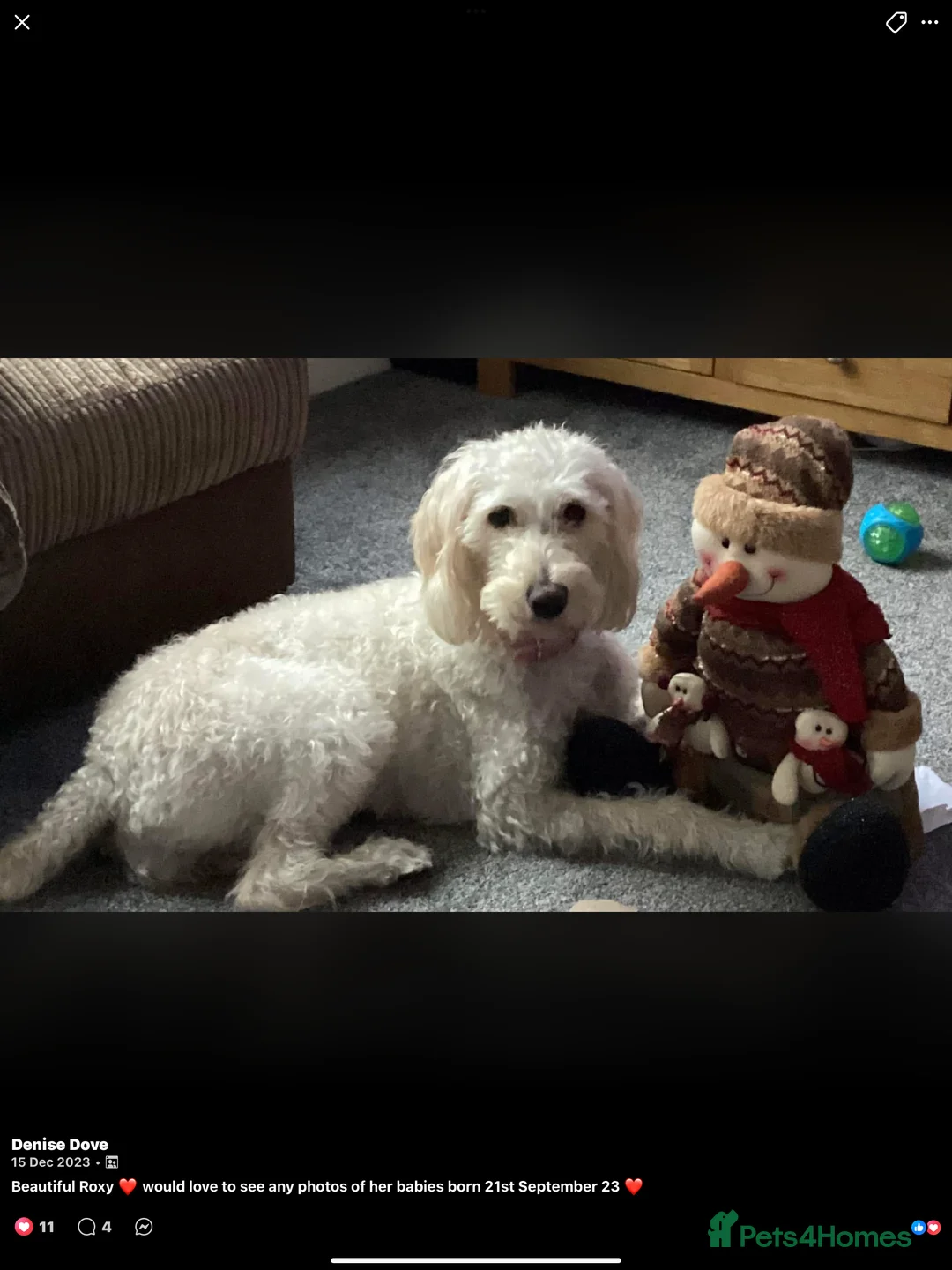 Goldendoodle dogs for sale: Multigenerational Doodles Licensed Tested Boys - Advert 28