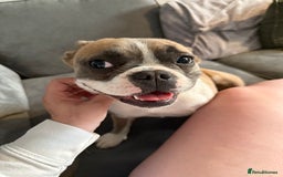 French Bulldog dogs for sale: French bulldog to rehome - Image 4