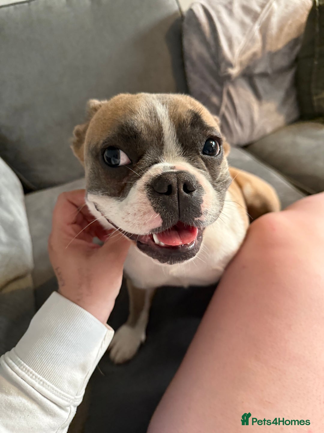 French Bulldog dogs for sale: French bulldog to rehome - Image 4