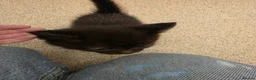 Mixed Breed cats for sale: 5 kittens for sale - Advert 6