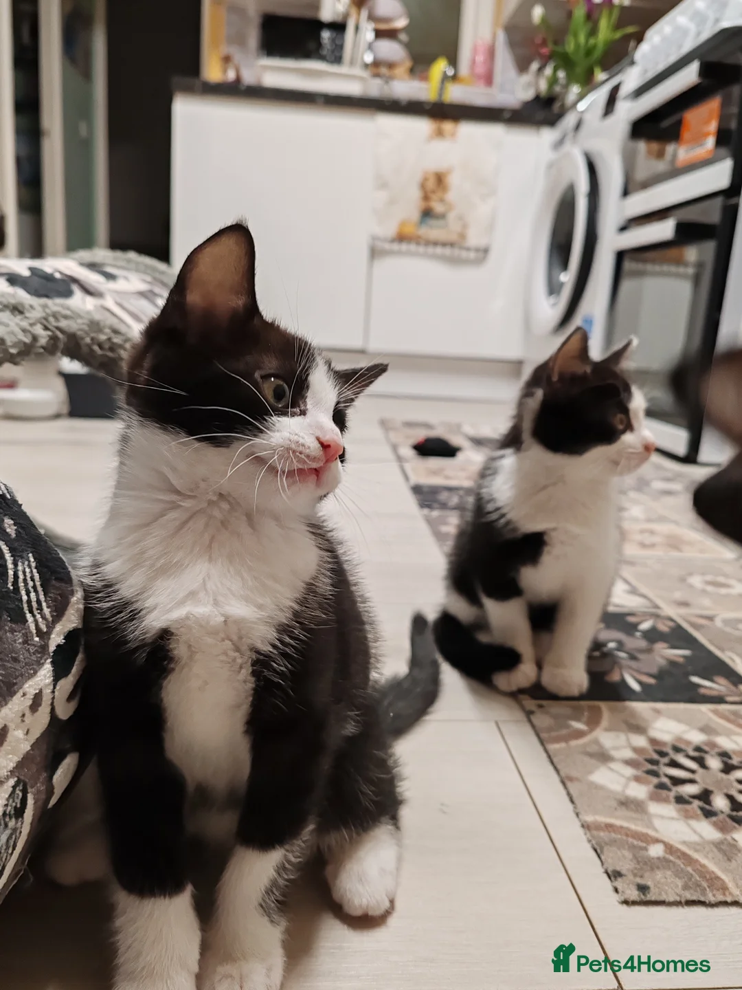 Mixed Breed cats for sale: Loving kittens are looking for a new home - Advert 3