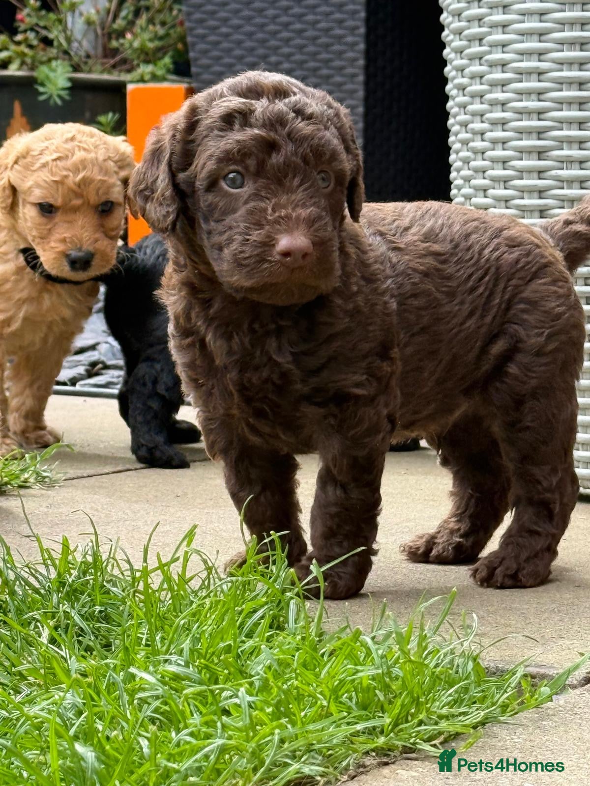 Labradoodle dogs F1B Labradoodle puppies (medium size) - Advert 1