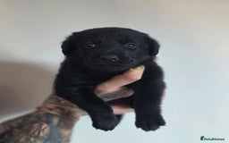 Mixed Breed dogs for sale: Sheprador Puppies - Image 7