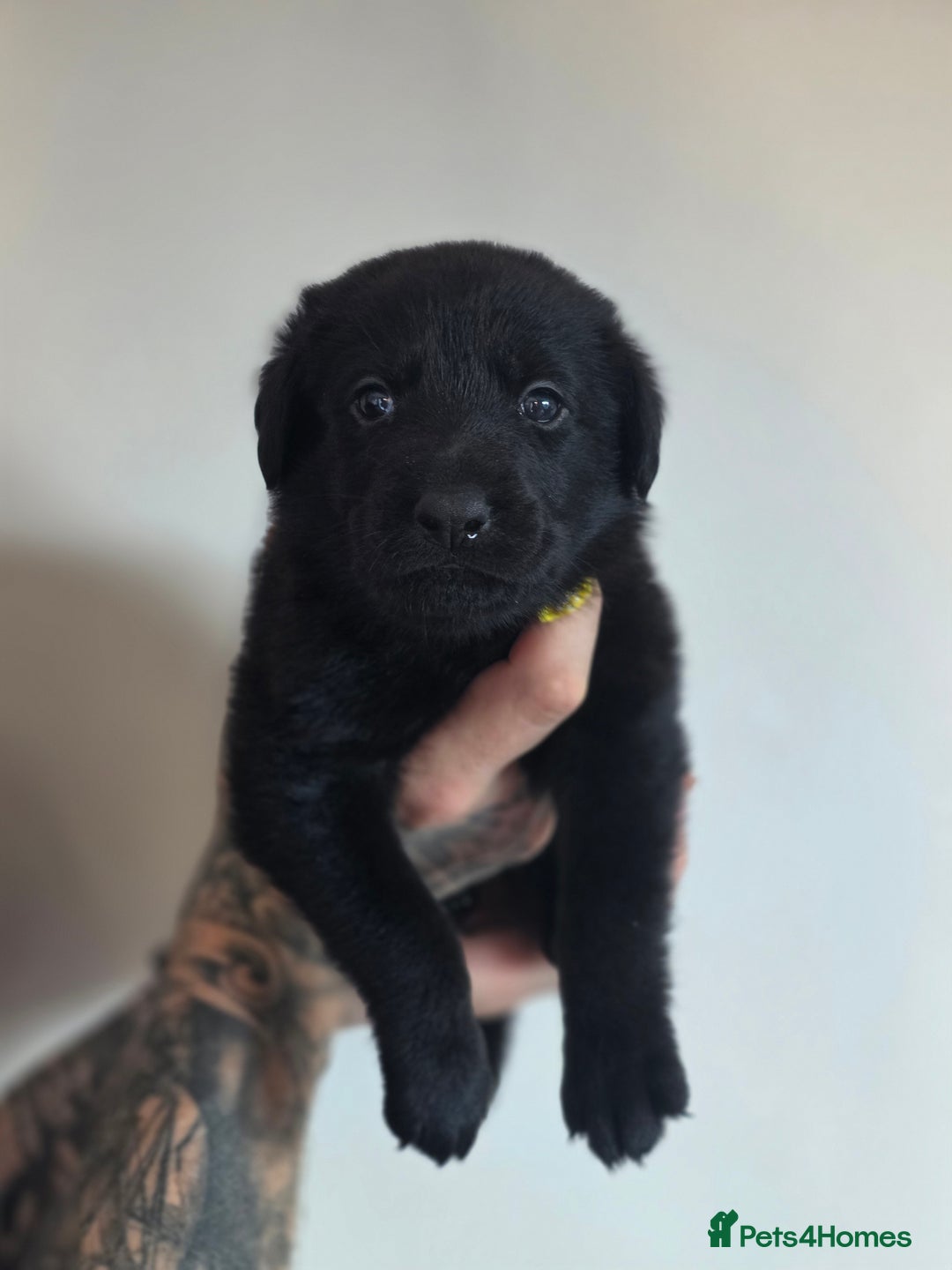 Mixed Breed dogs for sale: Sheprador Puppies - Image 7