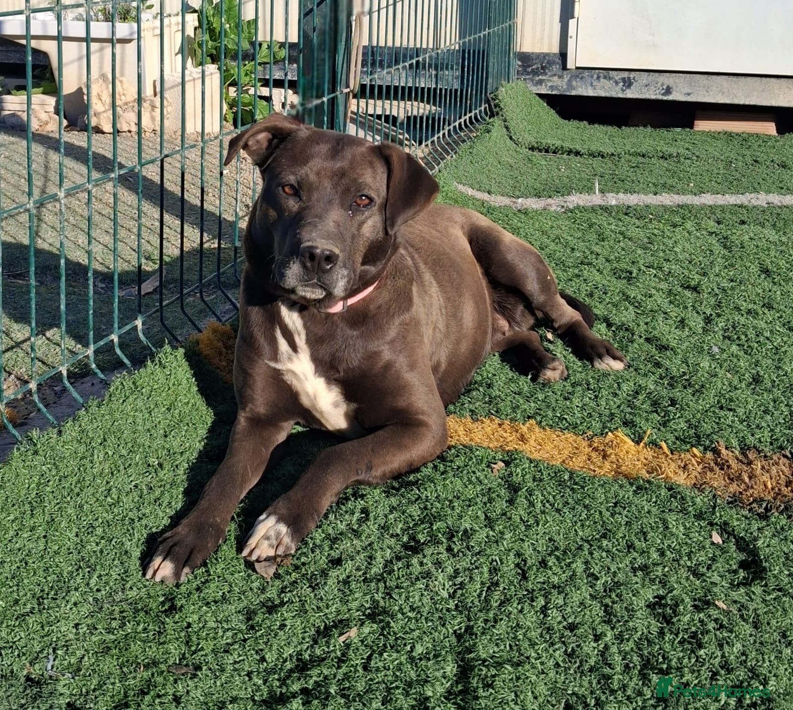 Mixed Breed dogs SIRA🚨🐾 - Advert 12